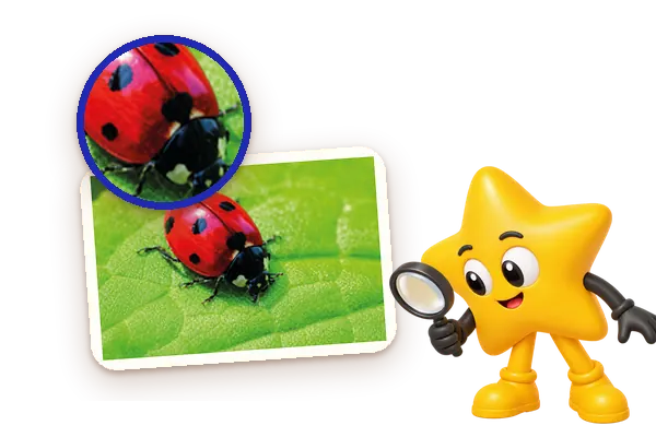 Nami with a magnifying glass and a close-up of the ladybug card